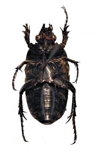 Gnathocera sp.